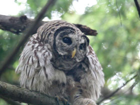 Смотреть фото Пёстрая неясыть Фото Пёстрая неясыть