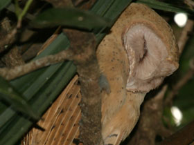 Смотреть фото Мадагаскарская сипуха Фото Мадагаскарская сипуха