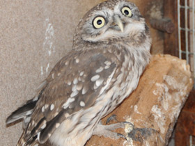 Фото Домовый сыч