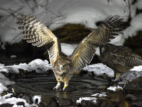 Смотреть фото Рыбный филин Фото Рыбный филин