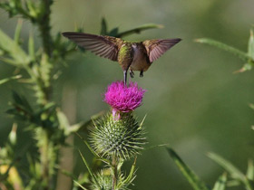Смотреть фото Обыкновенный архилохус Фото Обыкновенный архилохус
