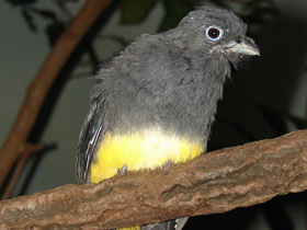 Фото Белохвостый трогон