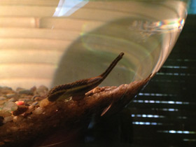 Фото Лечебные животные. Анималотерапия