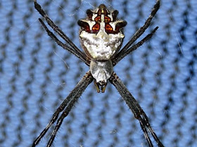 Серебряная аргиопа Серебряная аргиопа