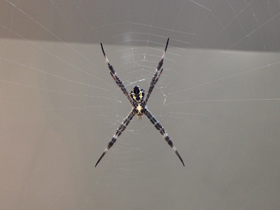 Фото Осовидная агриопа