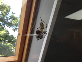 Фото Осовидная агриопа