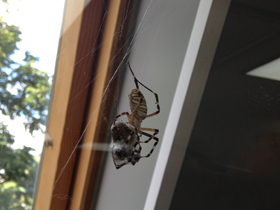 Фото Осовидная агриопа