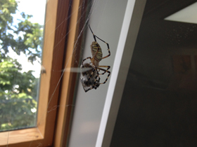 Фото Осовидная агриопа