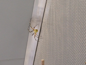 Фото Осовидная агриопа