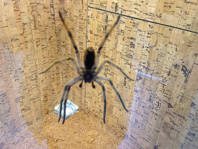 Смотреть фото Американский странствующий паук Фото Американский странствующий паук