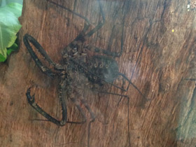 Смотреть фото Фрины Фото Фрины