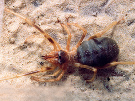 Смотреть фото Фаланги Фото Фаланги