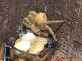 Фото Гетеропода Дэвидбоуи