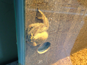 Фото Гетеропода Дэвидбоуи