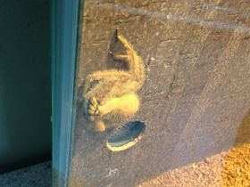 Фото Гетеропода Дэвидбоуи