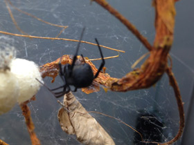 Смотреть фото Каракурт Фото Каракурт