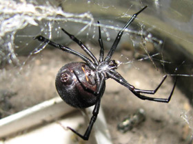 Смотреть фото Каракурт Фото Каракурт