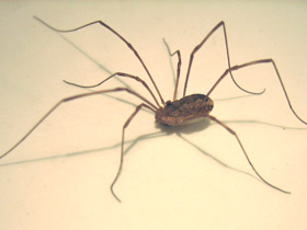 Смотреть фото Сенокосцы Фото Сенокосцы