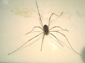 Смотреть фото Сенокосцы Фото Сенокосцы