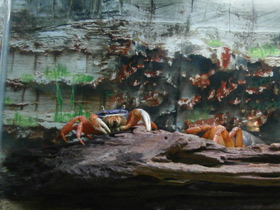 Смотреть фото Радужный краб Фото Радужный краб