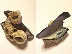 Смотреть фото Усоногие Фото Усоногие