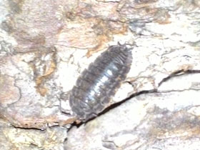 Смотреть фото Обыкновенная мокрица Фото Обыкновенная мокрица