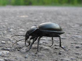 Фото Жужелица гладкая