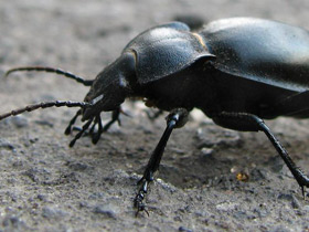 Фото Жужелица гладкая