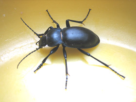 Фото Жужелица гладкая