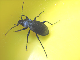 Фото Жужелица дубравная