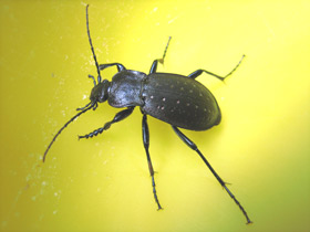 Фото Жужелица дубравная