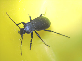 Фото Жужелица дубравная