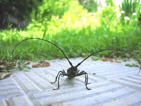 Смотреть фото Большой черный еловый усач Фото Большой черный еловый усач