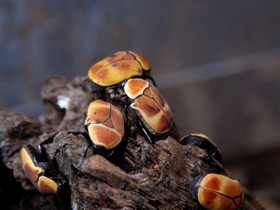 Смотреть фото Бронзовка африканская Фото Бронзовка африканская