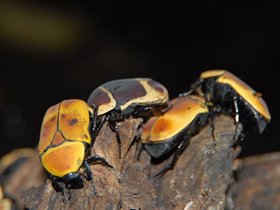 Смотреть фото Бронзовка африканская Фото Бронзовка африканская