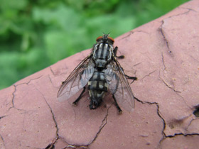 Смотреть фото Настоящие мухи Фото Настоящие мухи