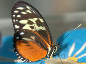 Фото Геликония гекала