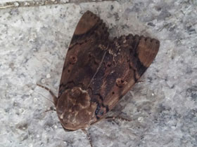 Смотреть фото Голубая аркте Фото Голубая аркте