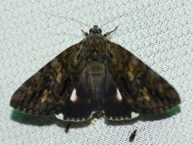 Смотреть фото Лента Нага Фото Лента Нага