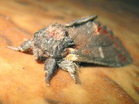 Смотреть фото Озимая совка Фото Озимая совка