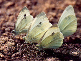 Фото Капустница
