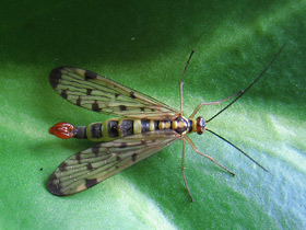 Смотреть фото Самые необычные и удивительные животные Фото Самые необычные и удивительные животные