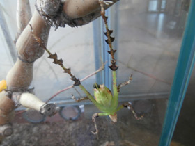 Смотреть фото Малазийский листовидный кузнечик Фото Малазийский листовидный кузнечик