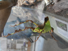 Смотреть фото Малазийский листовидный кузнечик Фото Малазийский листовидный кузнечик