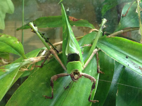 Смотреть фото Малазийский листовидный кузнечик Фото Малазийский листовидный кузнечик