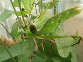 Смотреть фото Малазийский листовидный кузнечик Фото Малазийский листовидный кузнечик