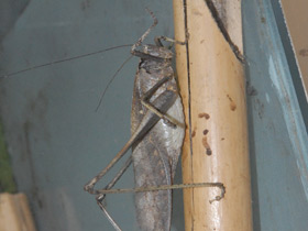 Смотреть фото Камбоджийский кузнечик Фото Камбоджийский кузнечик