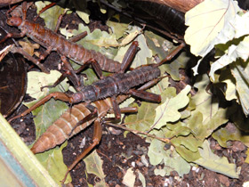 Смотреть фото Новогвинейский палочник Фото Новогвинейский палочник