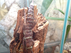 Смотреть фото Новогвинейский палочник Фото Новогвинейский палочник