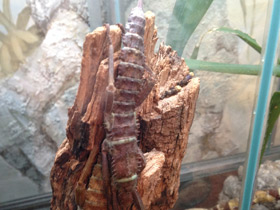 Смотреть фото Новогвинейский палочник Фото Новогвинейский палочник